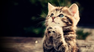 funny-cat-full-hd-wallpaper-praying-kitten-cute-animal-picture-1024x576